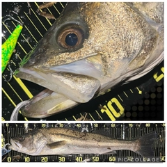 シーバスの釣果