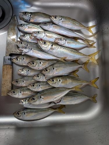 アジの釣果
