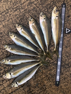 アジの釣果