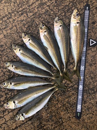 アジページ 九頭竜川河口で釣れたアジの釣り・釣果情報 - アングラーズ | 釣果600
