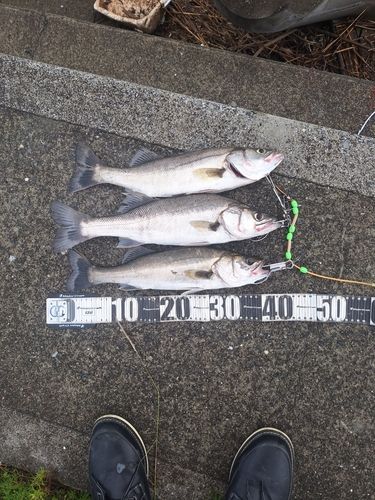 フッコ（タイリクスズキ）の釣果