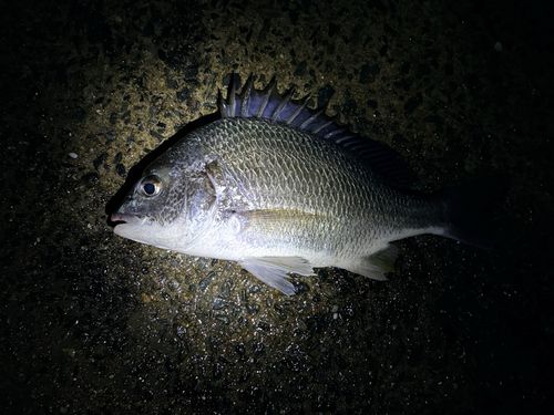 キビレの釣果