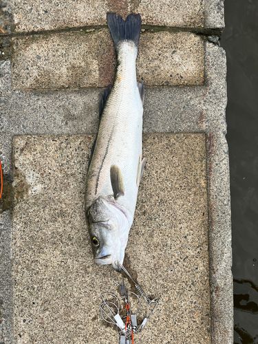 シーバスの釣果