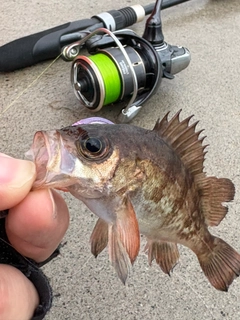 メバルの釣果