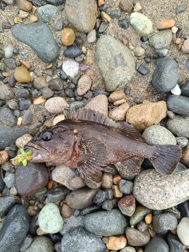 ムラソイの釣果