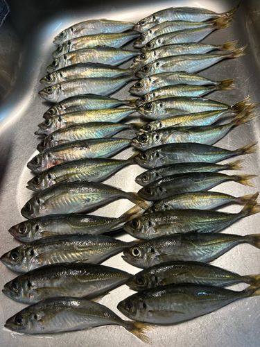 アジの釣果