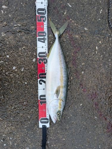 ハマチの釣果