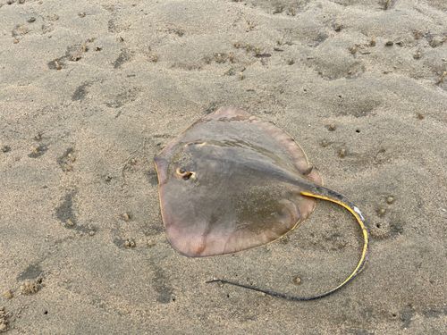 アカエイの釣果