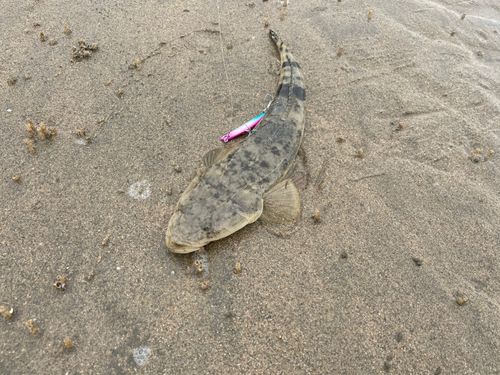 マゴチの釣果