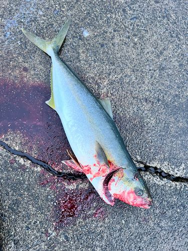 ワラサの釣果