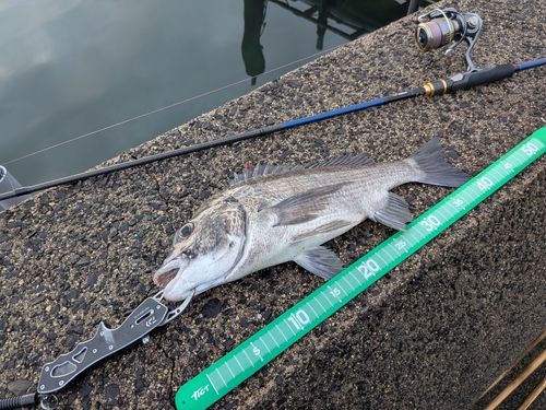 チヌの釣果