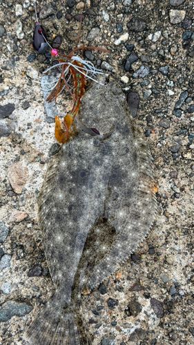 ソゲの釣果