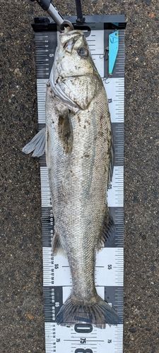 スズキの釣果