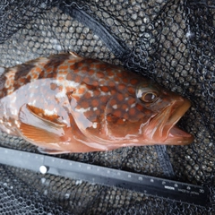 キジハタの釣果