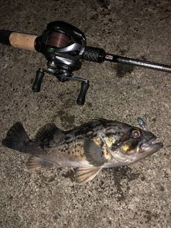 クロソイの釣果
