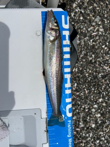 シロギスの釣果