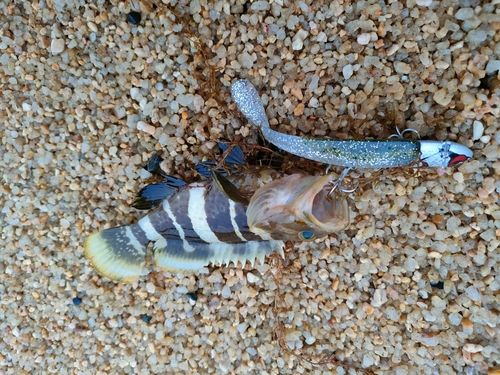 アオハタの釣果