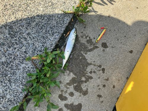 サバの釣果