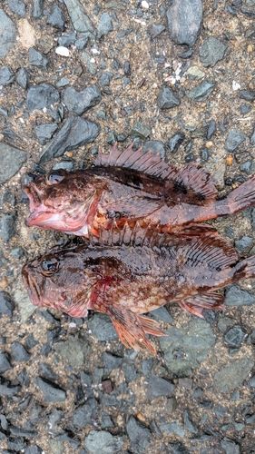 カサゴの釣果