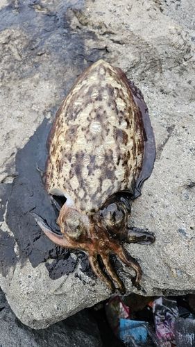 モンゴウイカの釣果