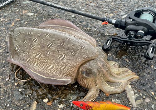 コウイカの釣果