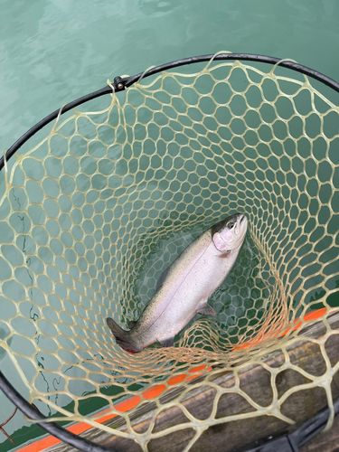 ニジマスの釣果