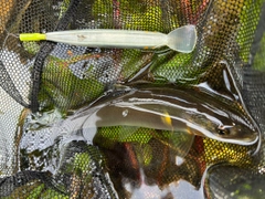 アユの釣果