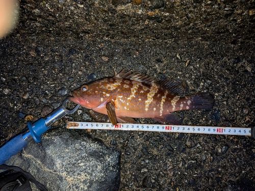 キジハタの釣果