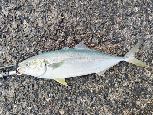 ハマチの釣果
