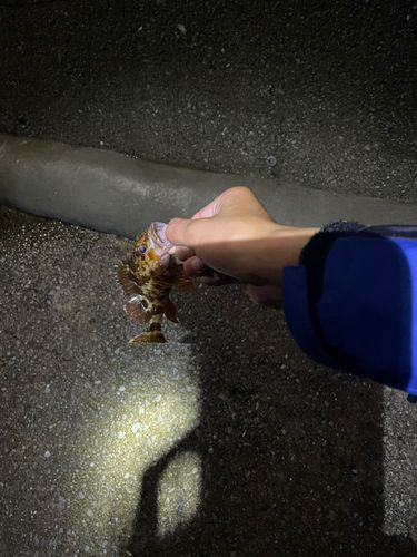 タケノコメバルの釣果