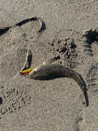 マゴチの釣果