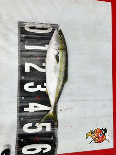 ハマチの釣果