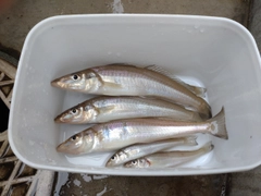 キスの釣果