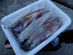 イカの釣果