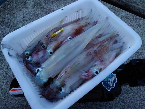 イカの釣果