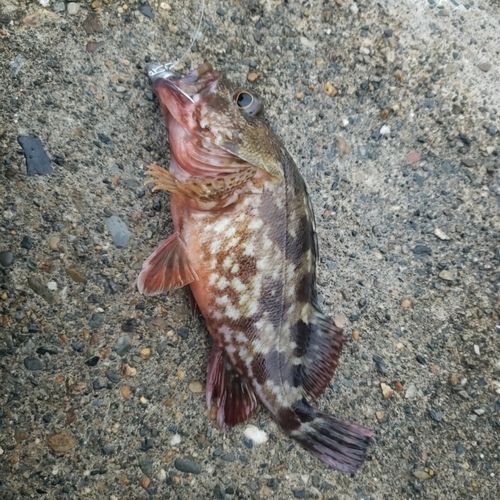 ガシラの釣果