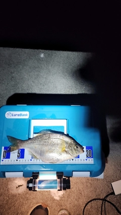 ウミタナゴの釣果