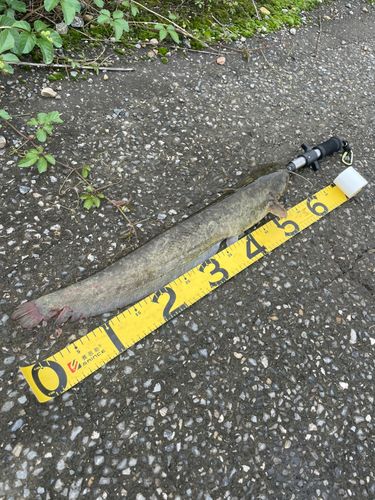 ニホンナマズの釣果