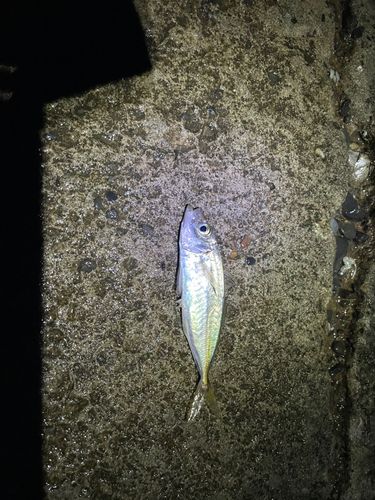 マアジの釣果