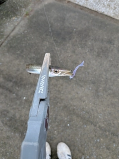 カマスの釣果