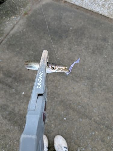 カマスの釣果