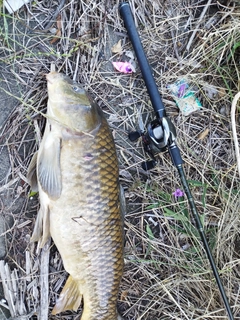 コイの釣果
