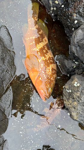 キジハタの釣果