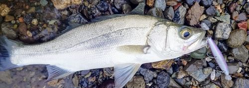 スズキの釣果