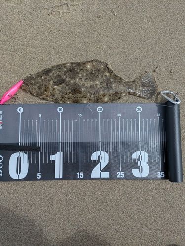 ヒラメの釣果