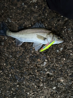 スズキの釣果