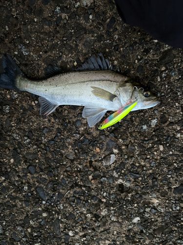 スズキの釣果