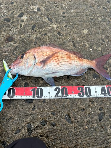 タイの釣果