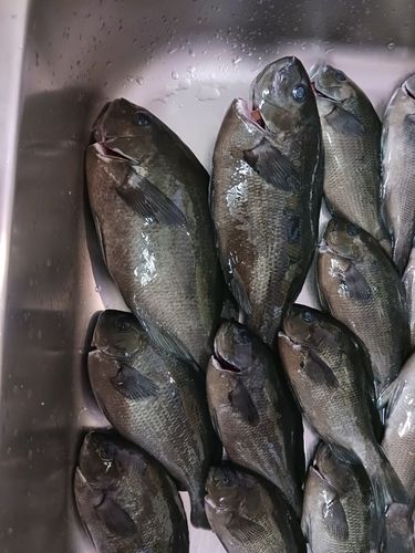 グレの釣果