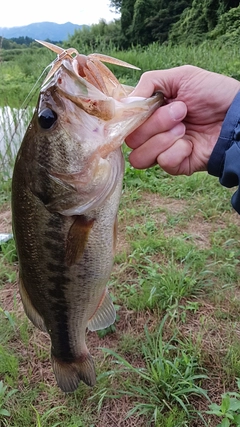 ブラックバスの釣果